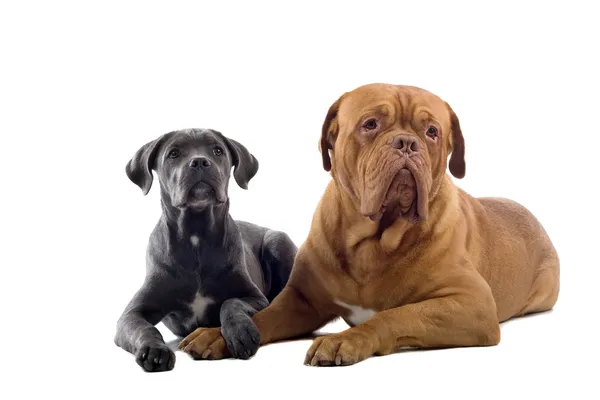 French Mastiff And A Cane Corso Pup Stock Picture