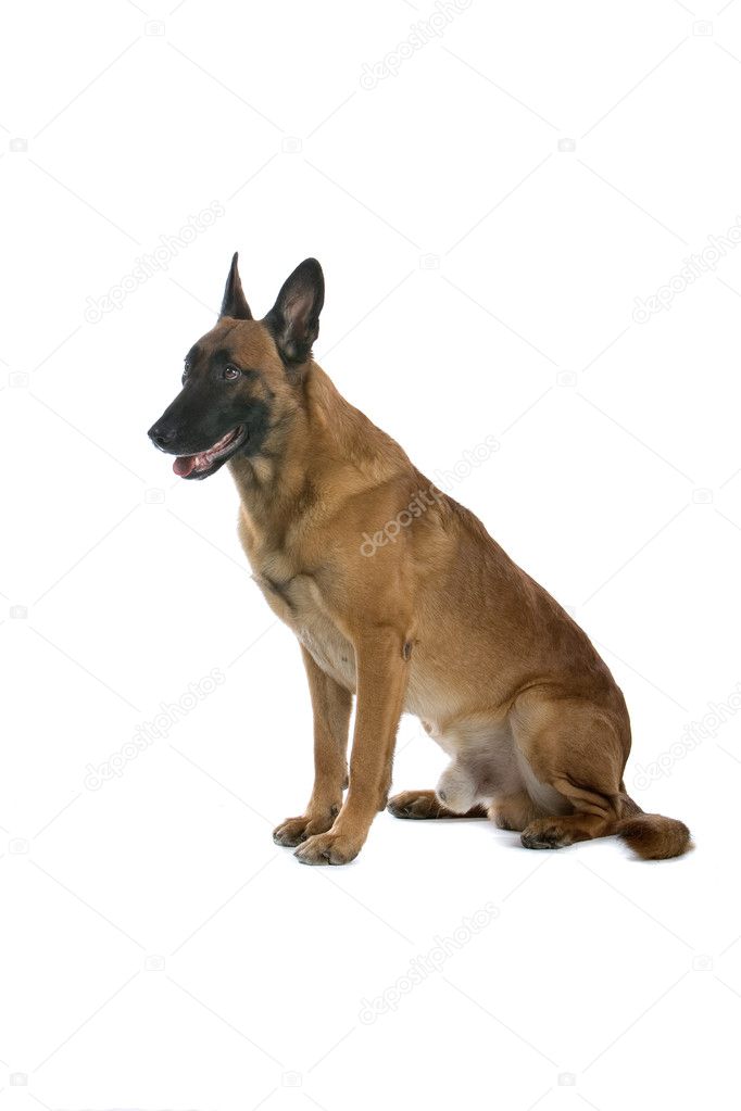 Belgium shepherd (Malinois ) dog