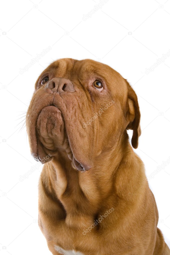 French Mastiff Dog