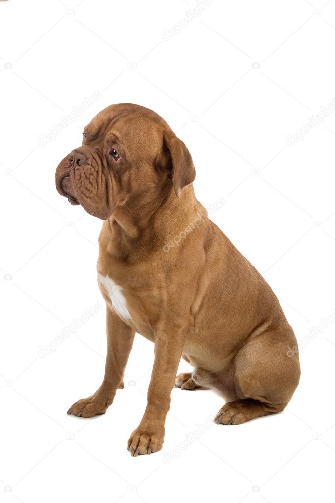 French mastiff dog