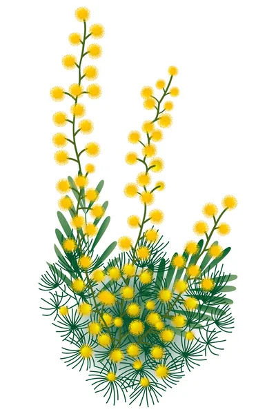 Mimosa — Image vectorielle