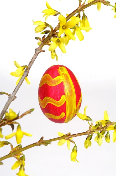 Forsythia with easter egg — Stock Photo, Image