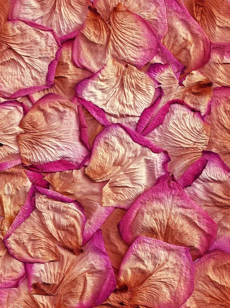 Petals roses Background — Stock Photo, Image