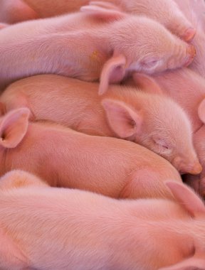Pile of Piglets clipart