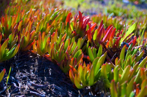 Planta de Gelo Vermelho e Verde na Costa da Bodega — Fotografia de Stock