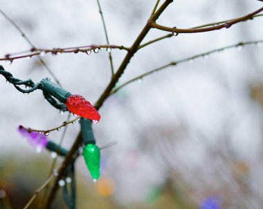 Noel ağacı ağaç ışık