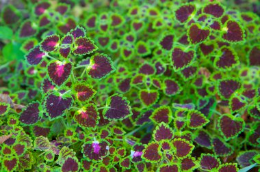 Coleus