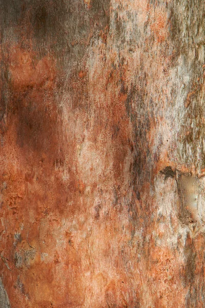 Евкаліпт дерево Trunkz — стокове фото