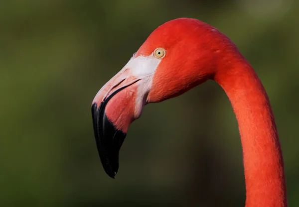 stock image Flamingo Head