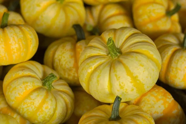 Small yellow pumpkins — Stock Photo, Image