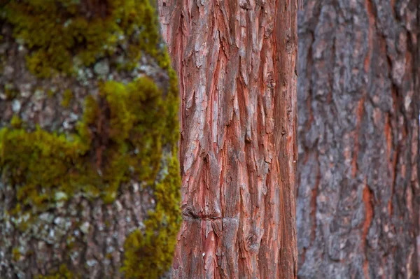 Üç ağaç kabuğu ağaçlar — Stok fotoğraf