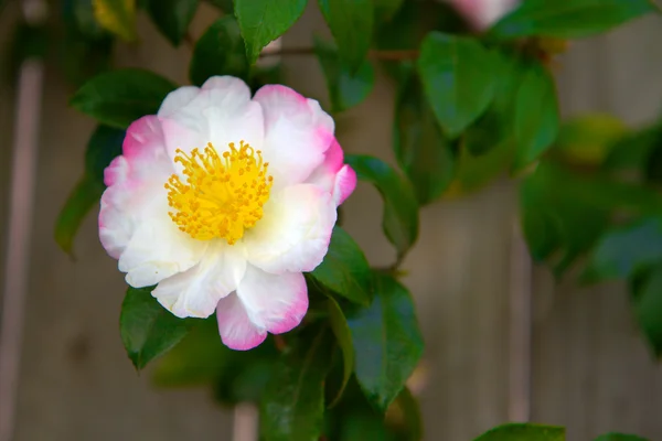White Pink Camellia — Stock Photo, Image