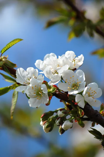 Kiraz çiçek ağaç — Stok fotoğraf