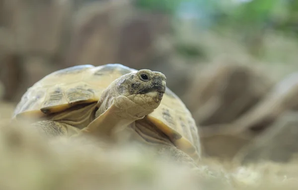 Черепаха в террариуме — стоковое фото