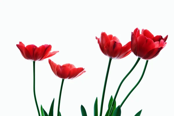 Piros tulipán Stock Kép