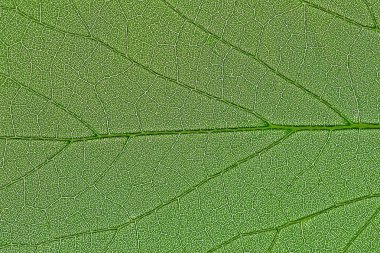 Close up of a leafs structure clipart