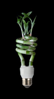 Lucky Bamboo CFL clipart