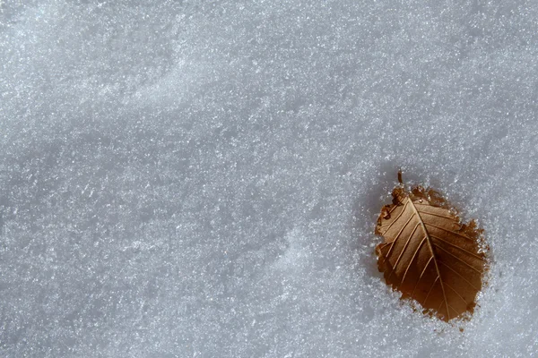 stock image Buried leaf