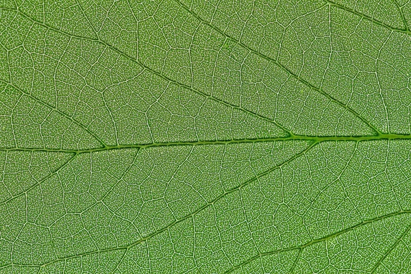 가까이 구조 leafs 로열티 프리 스톡 사진