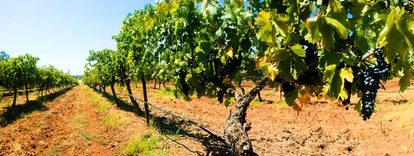 Panorama des vignes — Photo