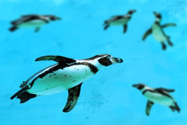 Humboldt penguin under water clipart