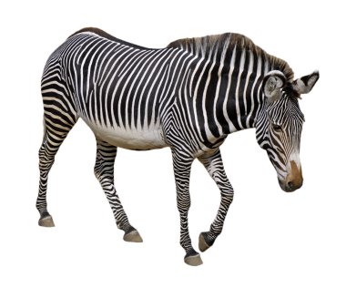 Isolated Grevy zebra clipart