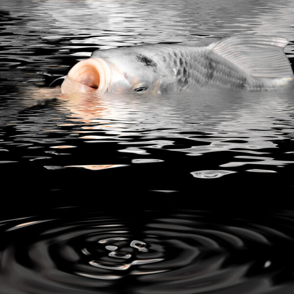 White carp koi at the surface of water