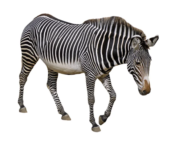 Zebra Grevy isolado — Fotografia de Stock