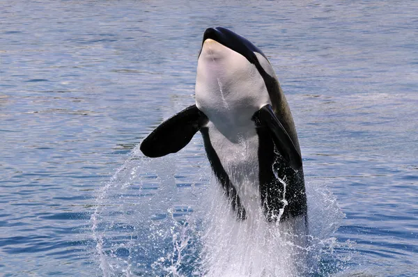 물 밖으로 점프 하는 범 고래 스톡 이미지