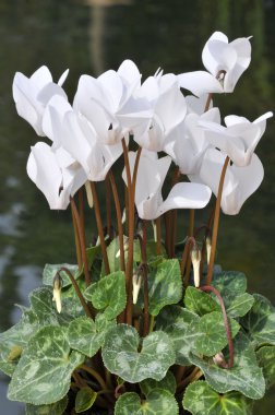 Beyaz cyclamens