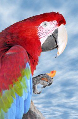 Portrait Scarlet macaw eating carrot clipart
