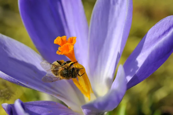Bee feeding on blue crocus flower — Stock Photo, Image