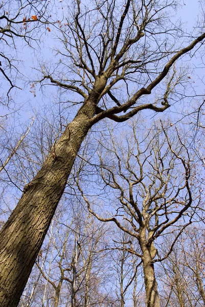 stock image Trees in winter