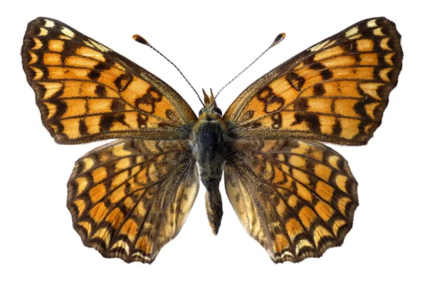Geïsoleerde knapweed parelmoervlinder vlinder — Stockfoto