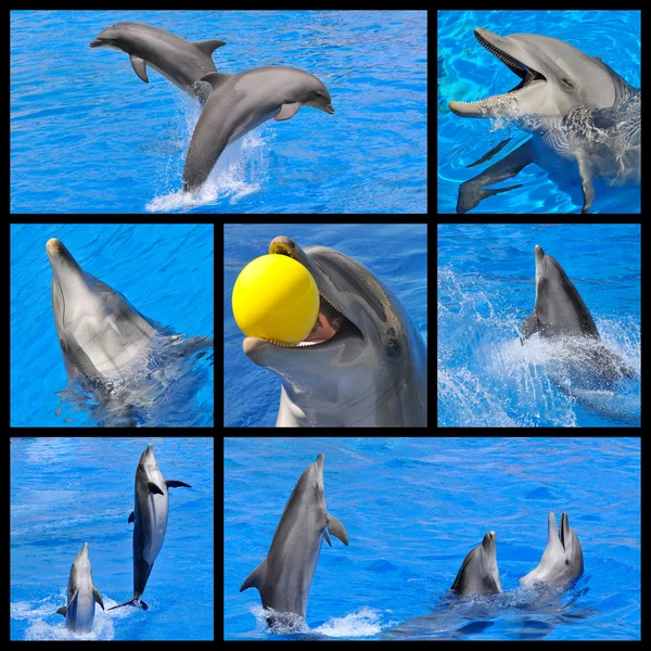 Мозаичные фотографии дельфинов — стоковое фото