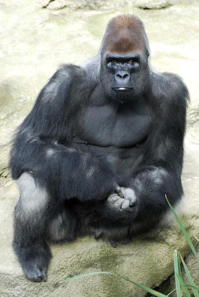 坐在岩石上的大猩猩 — 图库照片