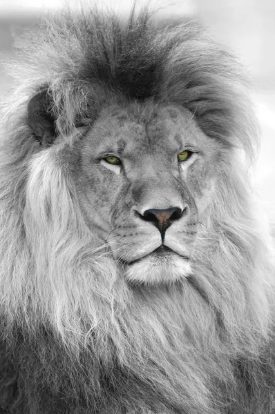 Černobílý portrét lva — Stock fotografie