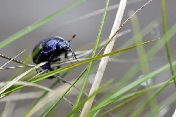 Escarabajo entre la hierba — Foto de Stock