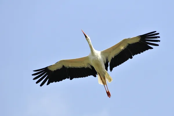 White stork in flight Stock Image