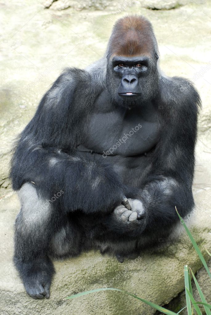 Gorilla sitting on rock