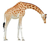 izolované žirafa