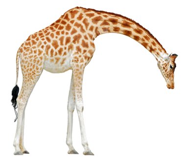 Isolated giraffe clipart