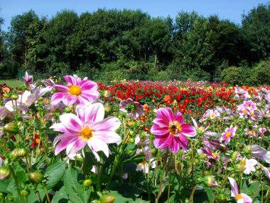 Bahçedeki yıldız çiçekleri