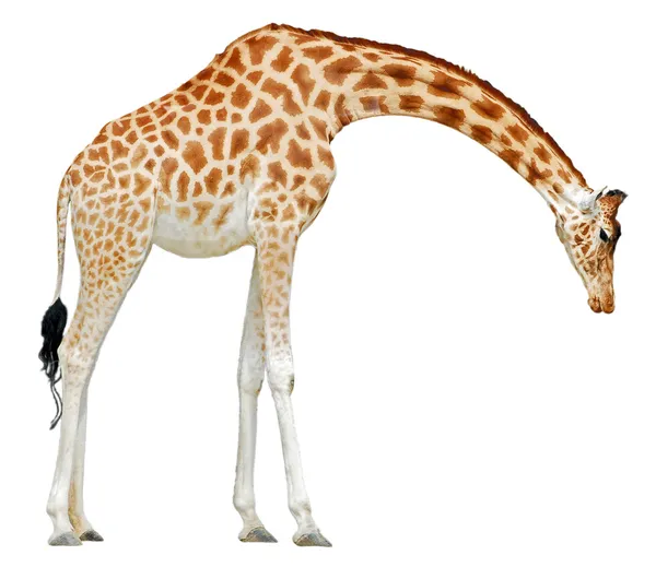 Izolované žirafa — Stock fotografie