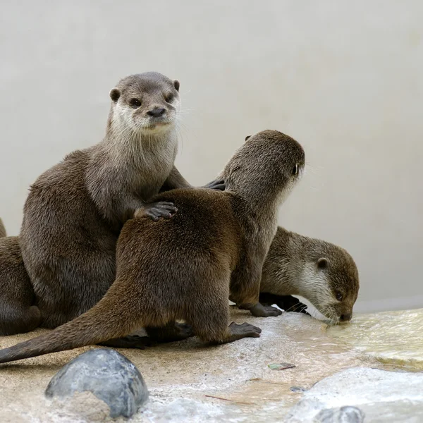Oriental Small-clawed Otters — Stock Photo, Image