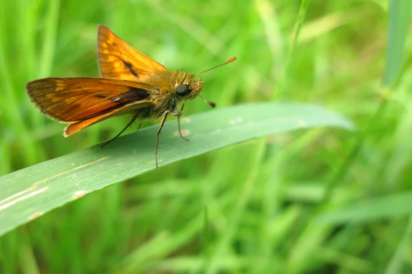 stock image Large skipper butterfly on leaf