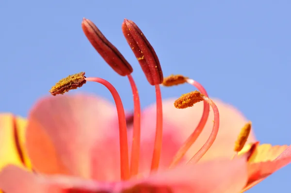 Ercik Perulu lily çiçek — Stok fotoğraf