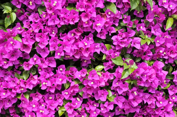 Background red bougainvillea — Stock Photo, Image