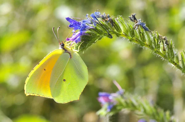 Бабочка Клеопатры питается цветами — стоковое фото
