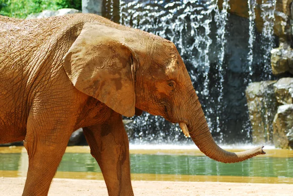 Porträt eines jungen afrikanischen Elefanten — Stockfoto